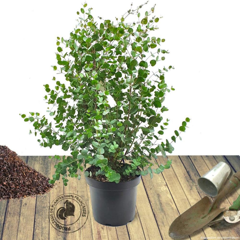 Eucalyptus gunnii, Eucalyptus à feuilles rondes, Gommier cidre