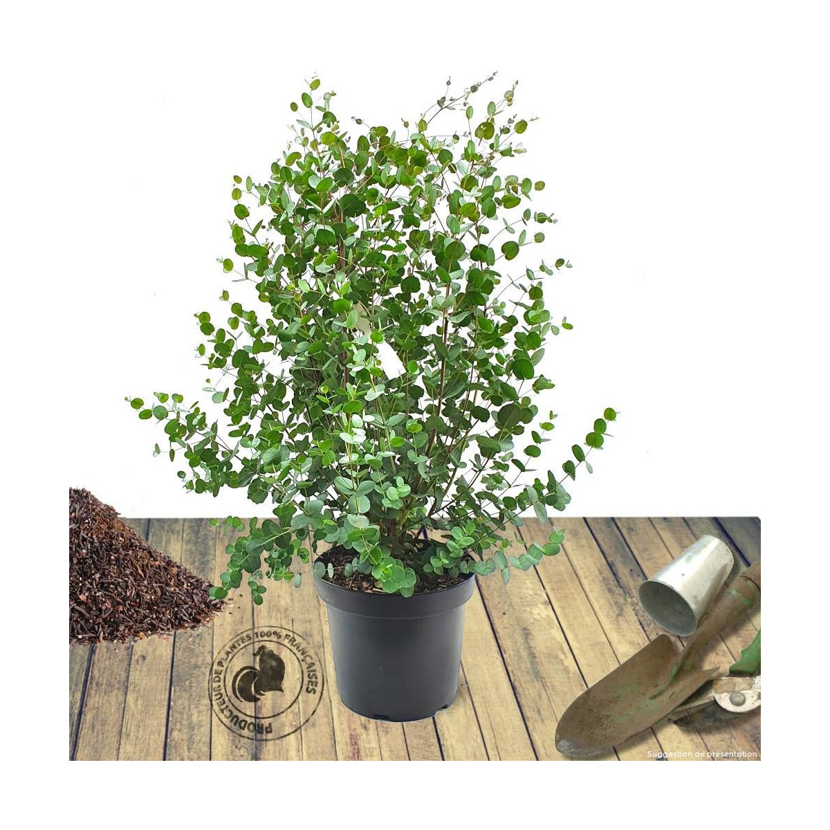 Eucalyptus gunni, Eucalyptus à feuilles rondes, Gommier cidre