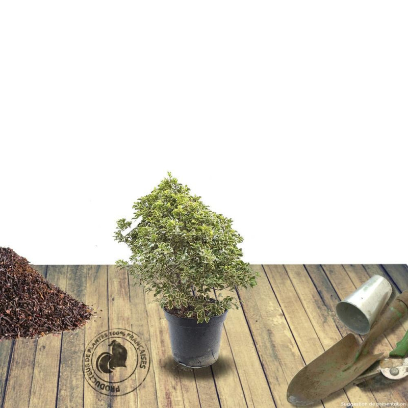 Pittosporum Elisabeth, Pittospore