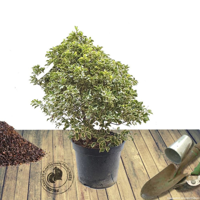 Pittosporum panaché, Pittospore
