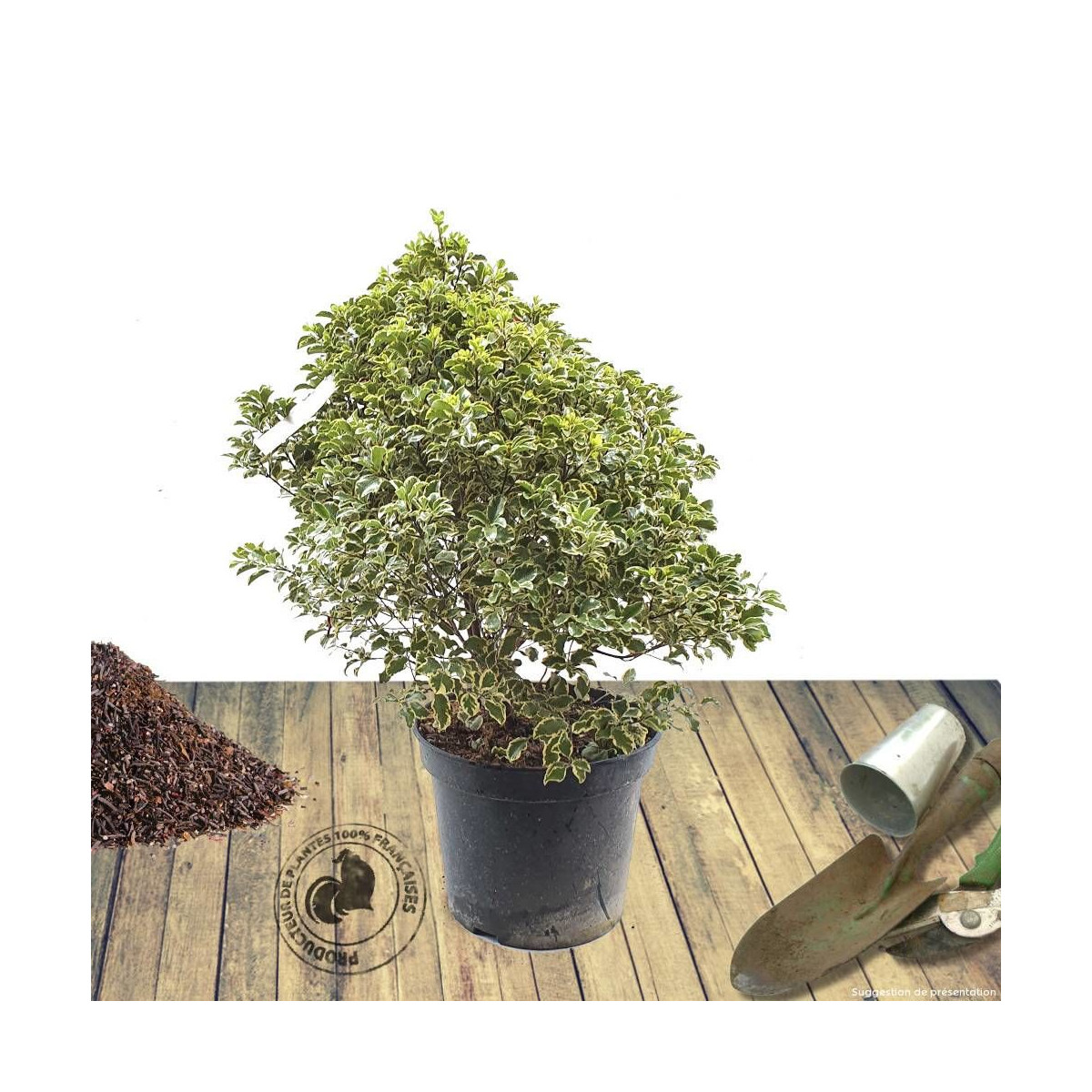 Pittosporum panaché, Pittospore