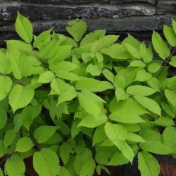 Aralia cordata Sun king