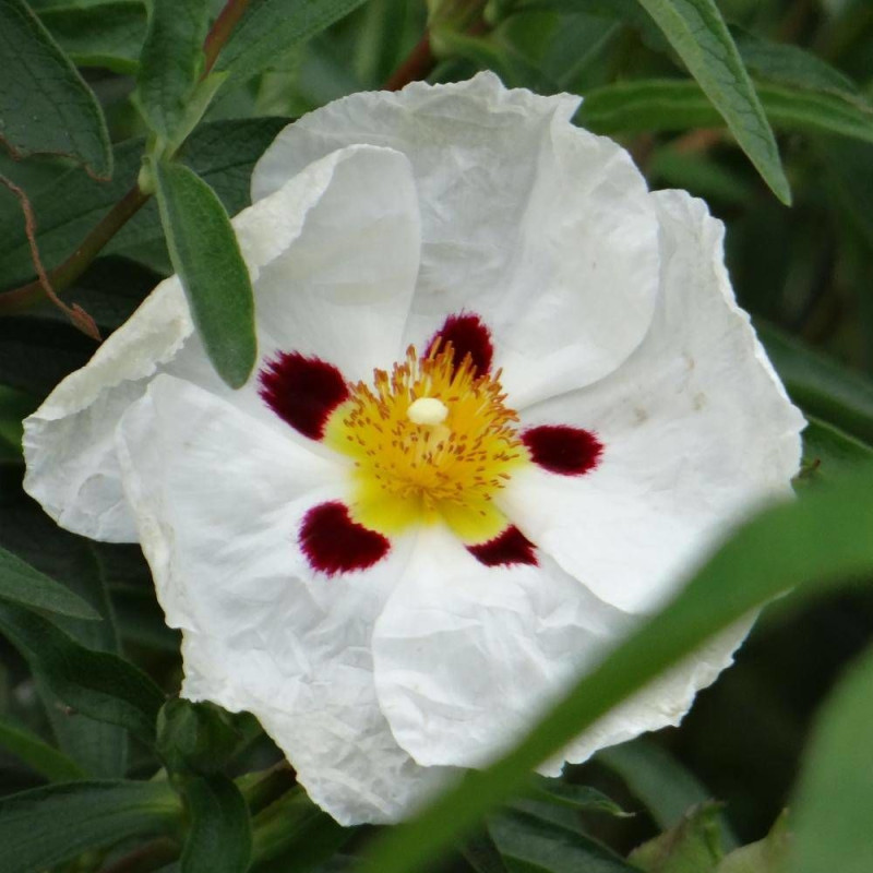 Ciste aguilarii Maculatus, Cistus