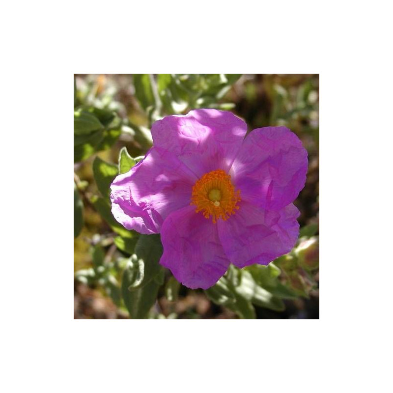 Ciste cotonneux, Cistus