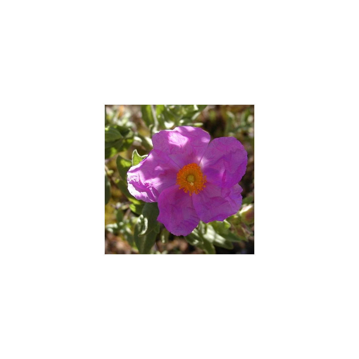 Ciste cotoneux, Cistus