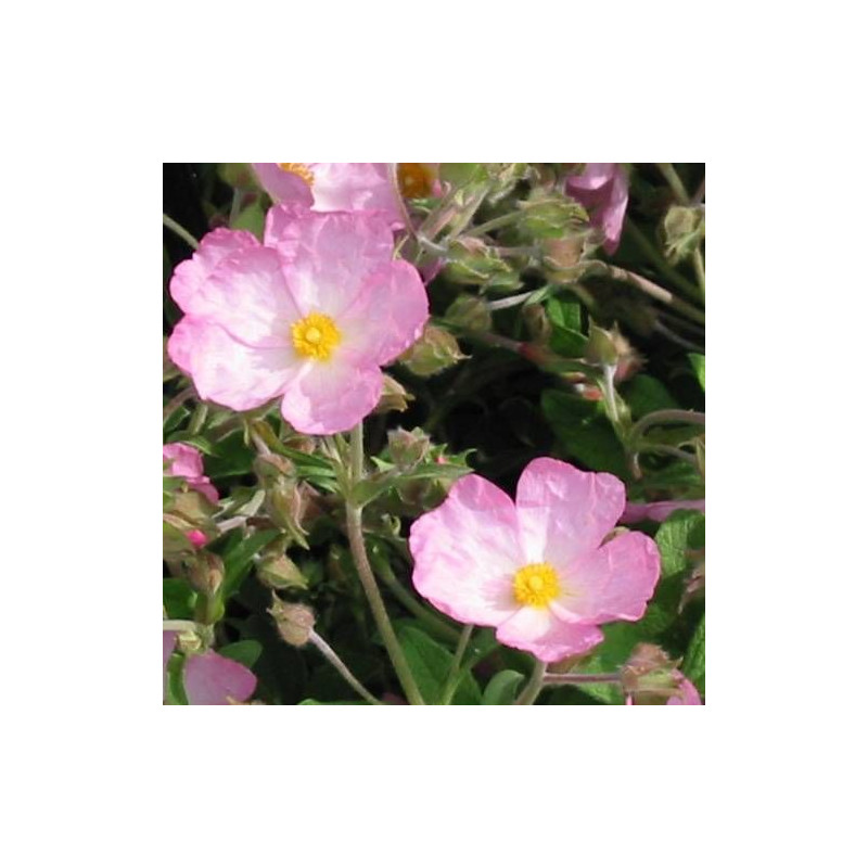 Ciste Grayswood Pink, Cistus