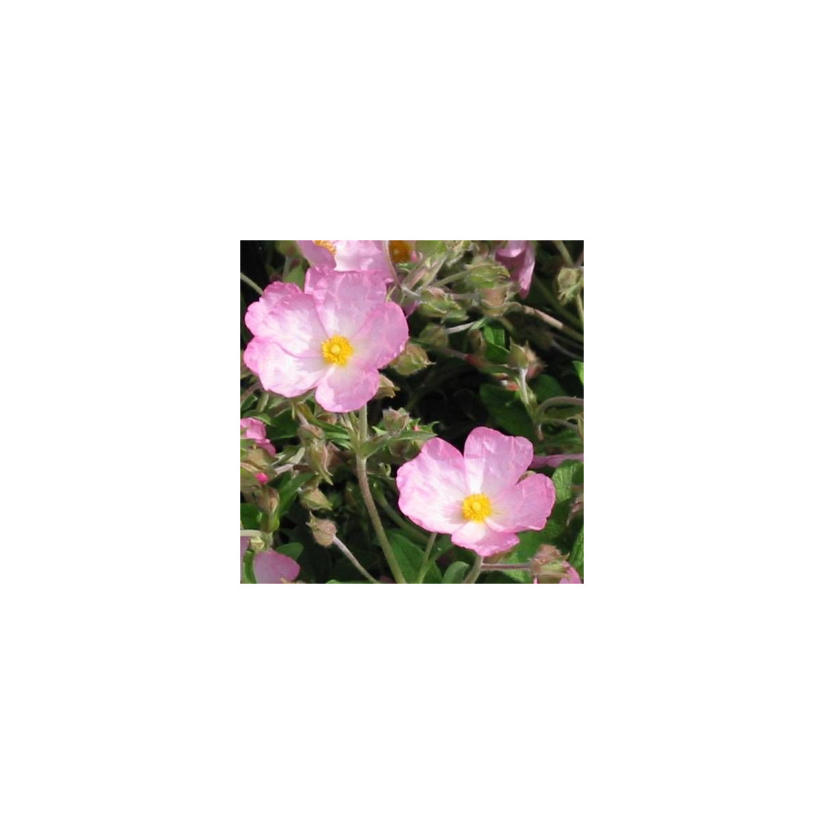 Ciste Grayswood Pink