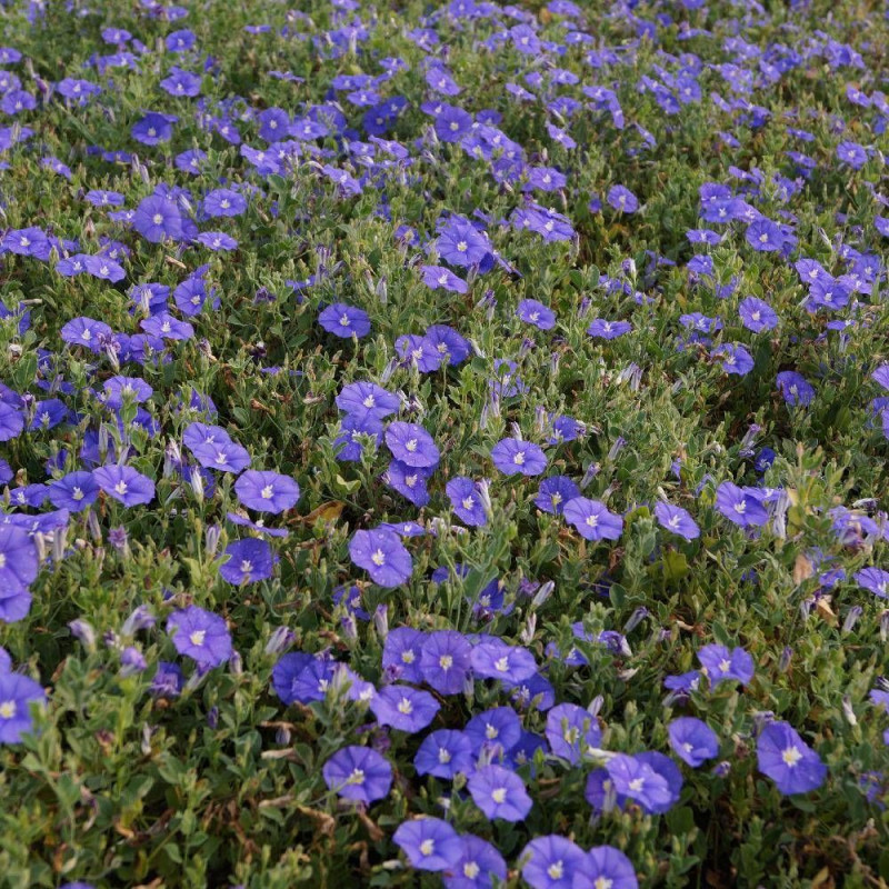 Liseron Blue Cascade, Convolvulus