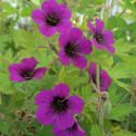 Géranium vivace Sandrine®