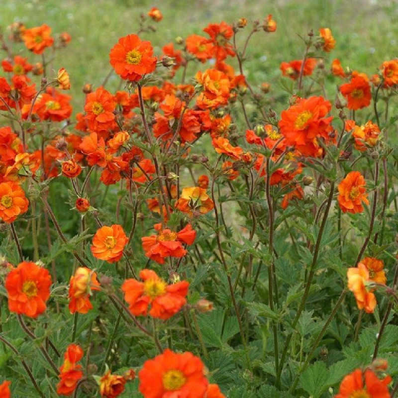 Benoîte Fire Opal
