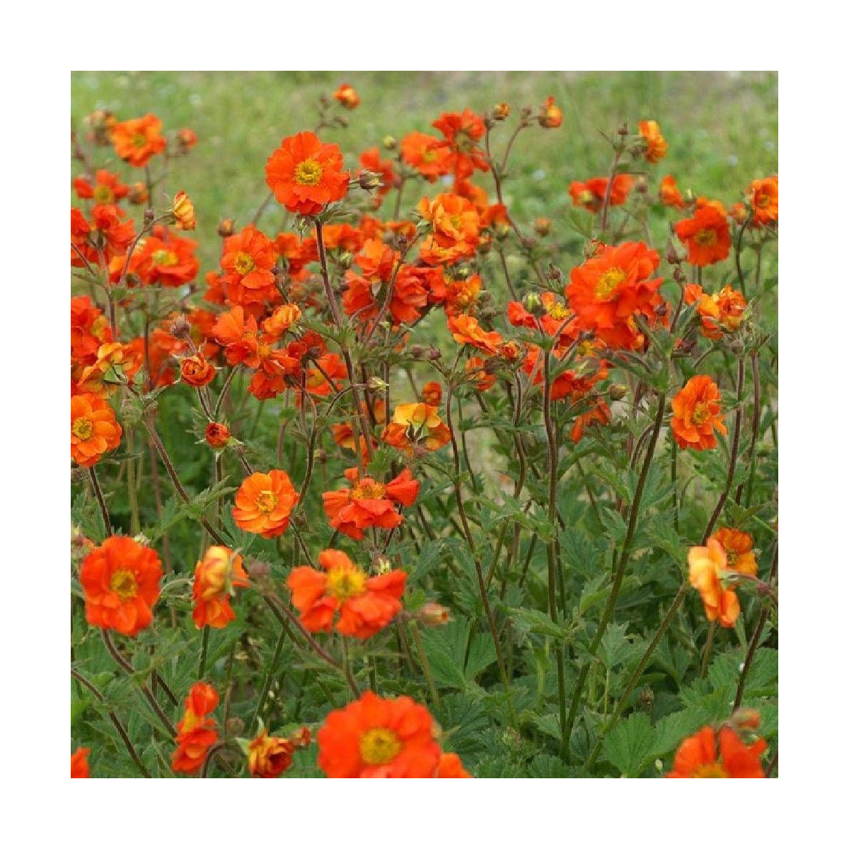 Benoîte Fire Opal
