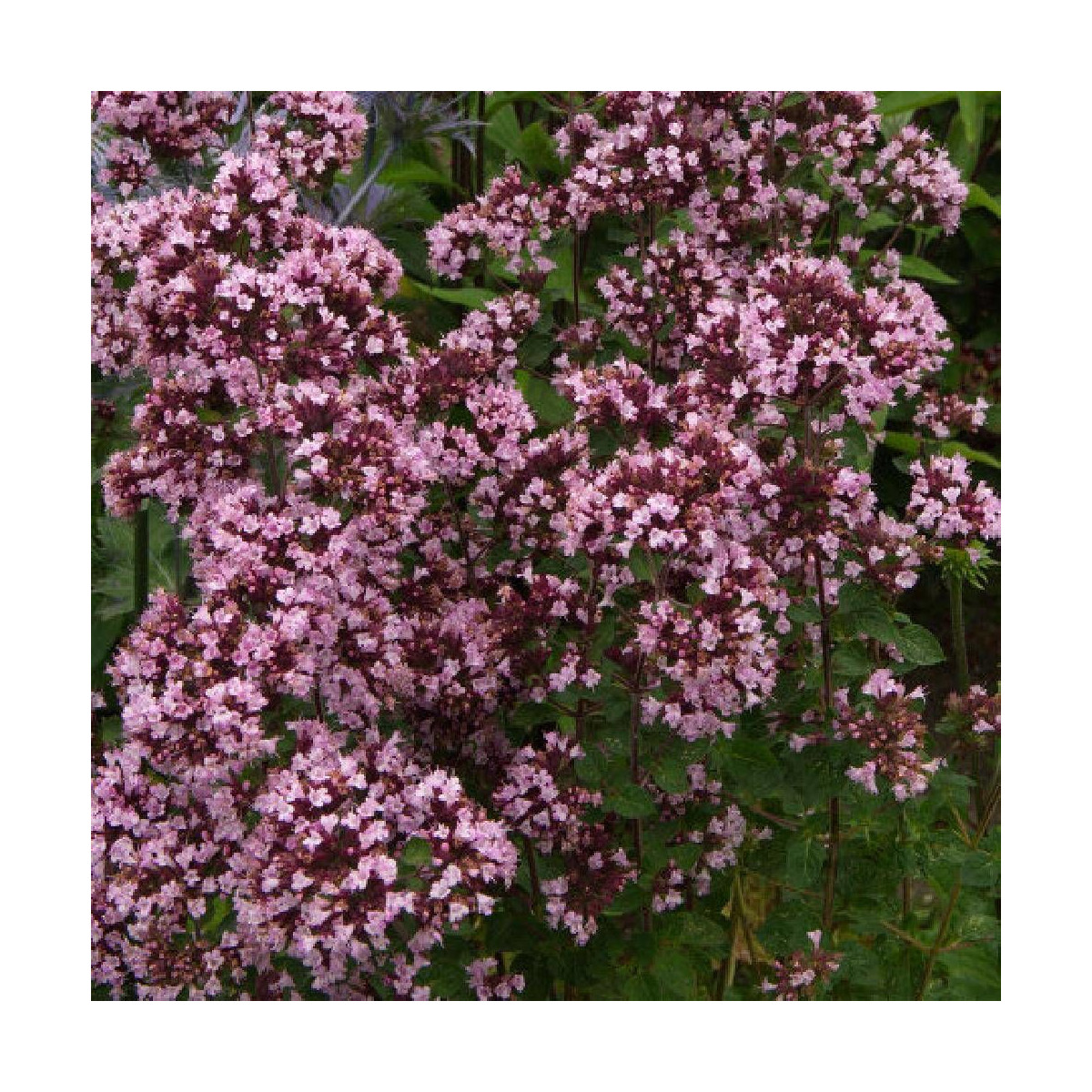 Origan Gentle Breeze® Origan Gentle Breeze®