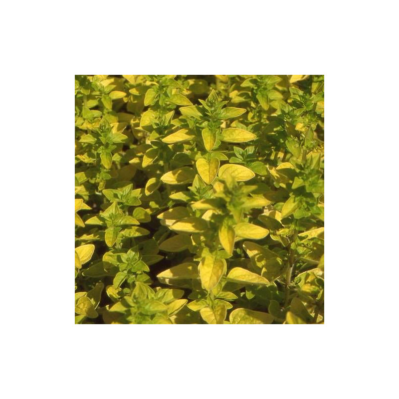 Origan doré Thumble's Variety