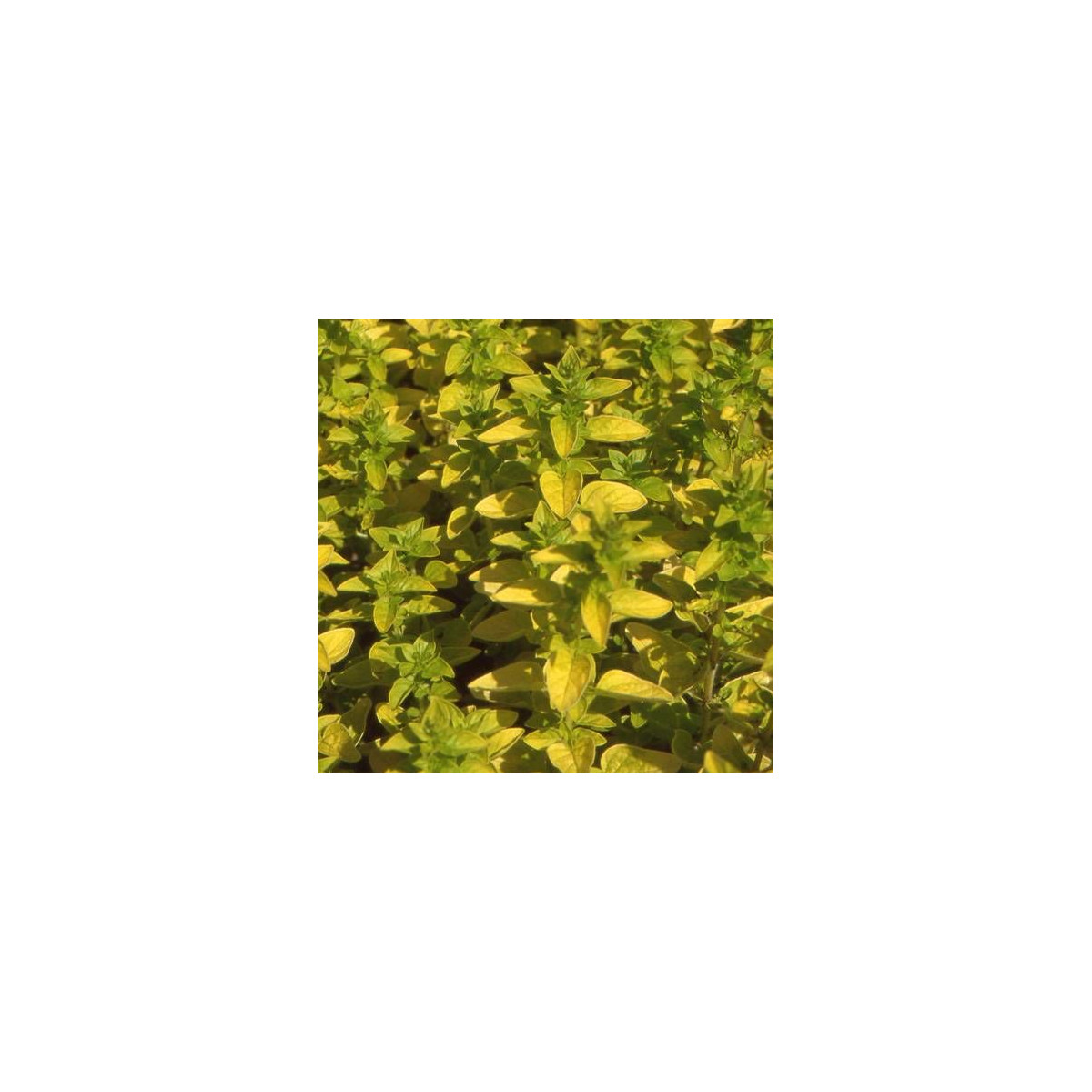 Origan Thumble's Variety