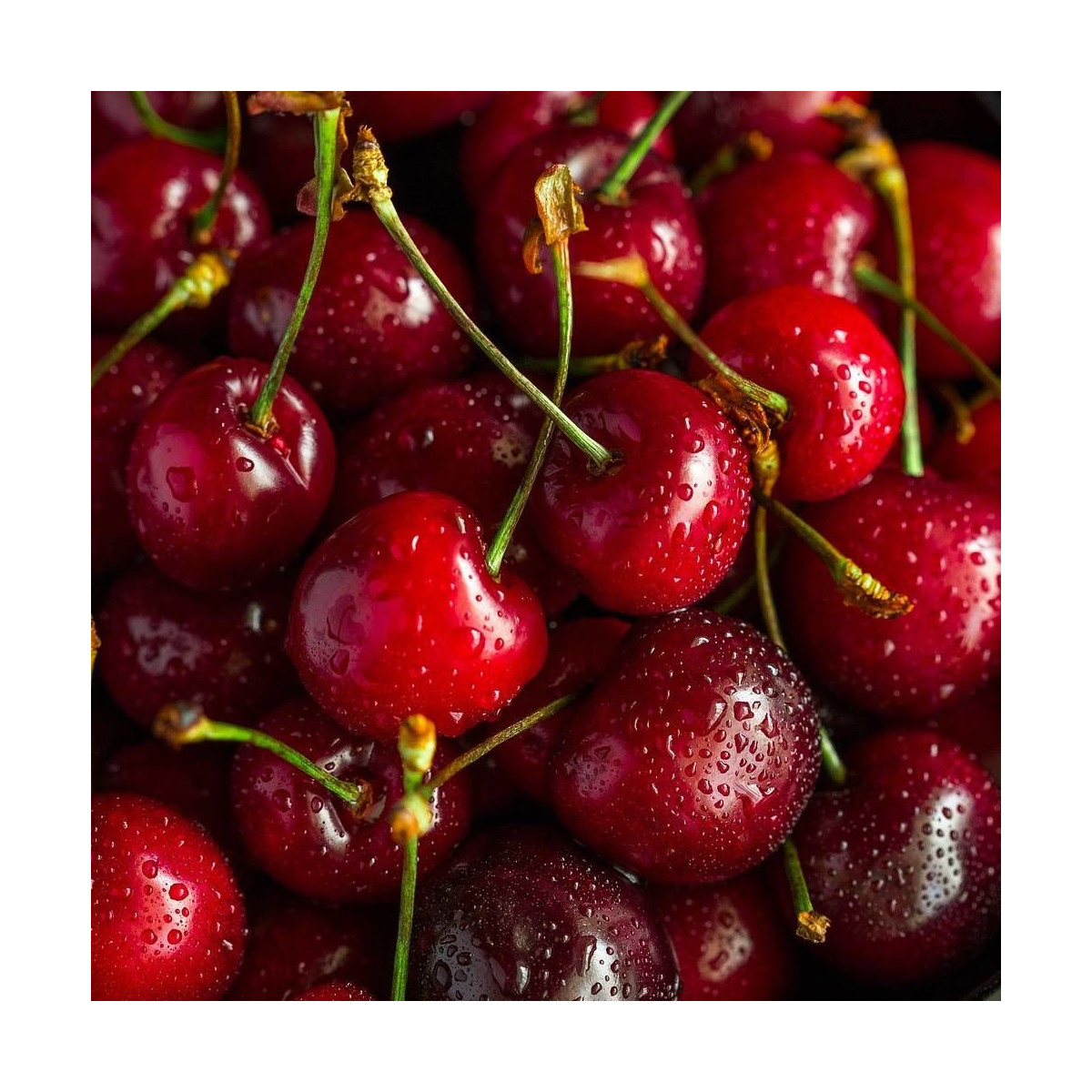 Cerisier racines nues Bigarreau Geant d'Hedelfingen Cerisier racines nues Bigarreau Geant d'Hedelfingen