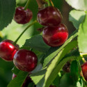 Cerisier Allegria Delbard® 'Delkarsun'