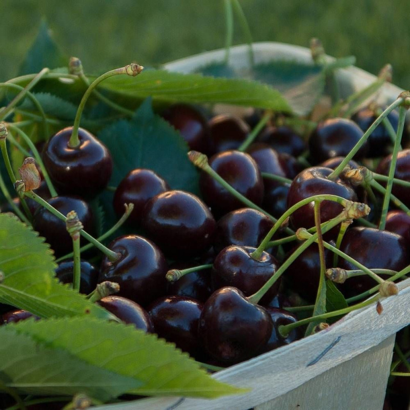 Cerisier Bigarreau de la Saint Jean® 'Gardel'
