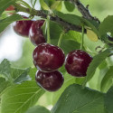 Cerisier Bigarreau Hâtif Delbard® 'Rivedel'