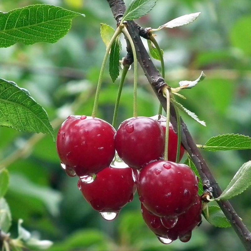 Cerisier nain pleureur Griotella® 'Frumi'