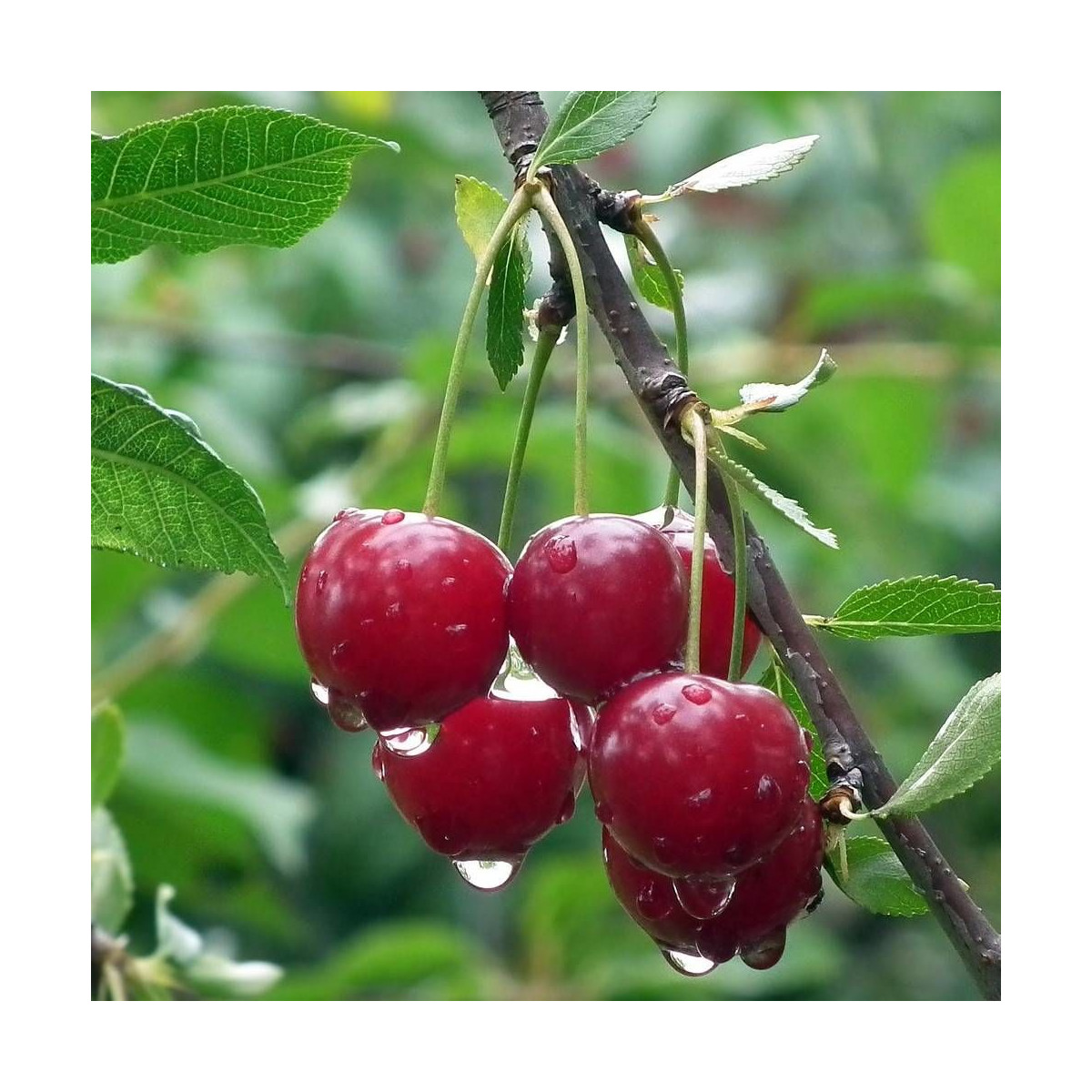 Cerisier nain pleureur Griotella® 'Frumi'