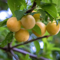 Prunier Miraclaude® 'Delcomi'