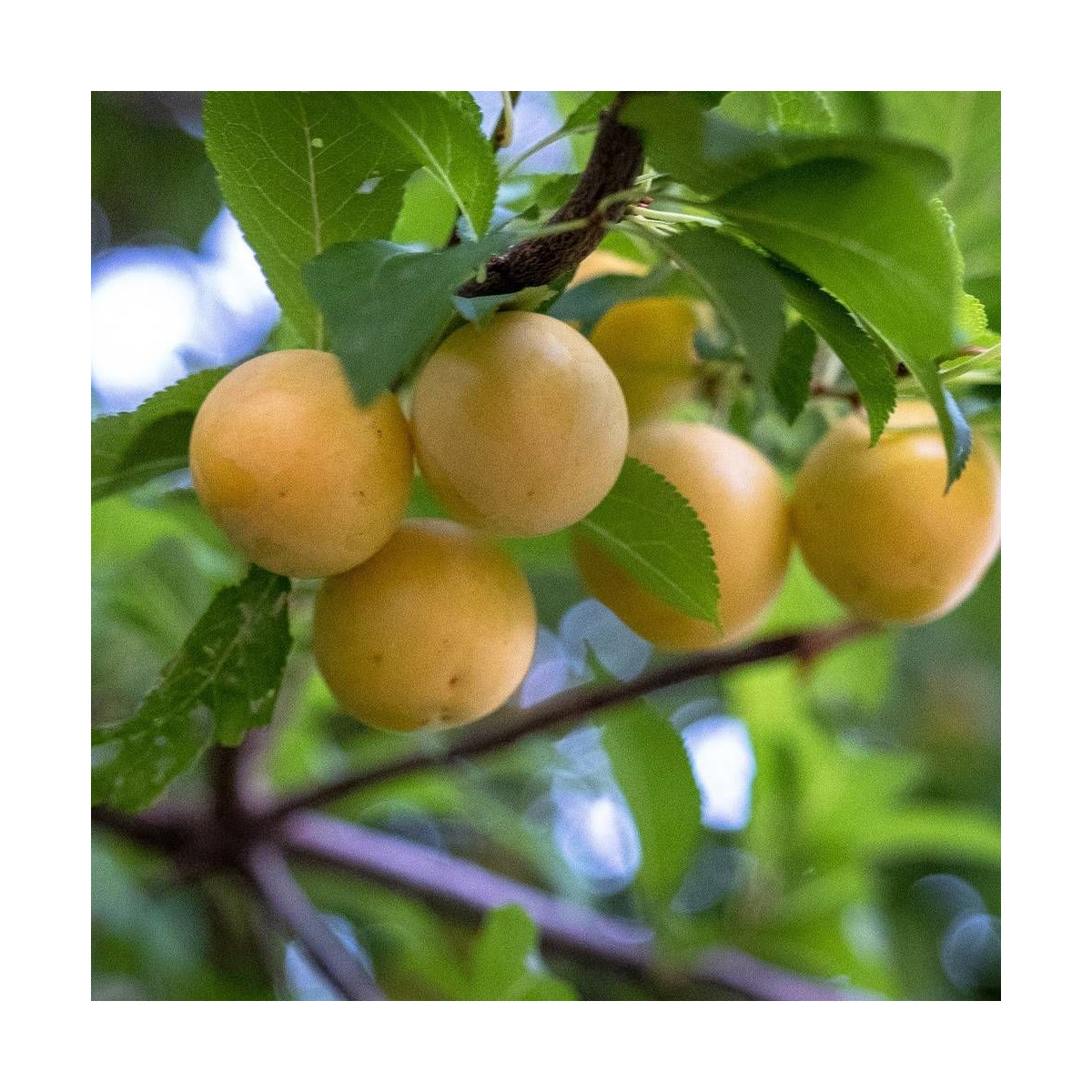 Prunier Miraclaude® 'Delcomi'