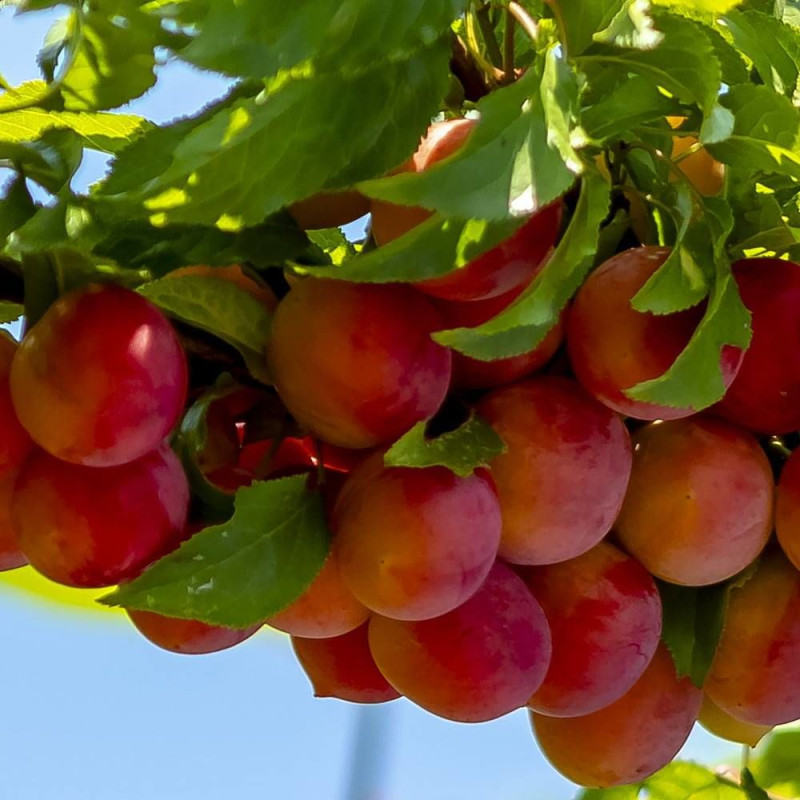 Pluot Pink Candy®