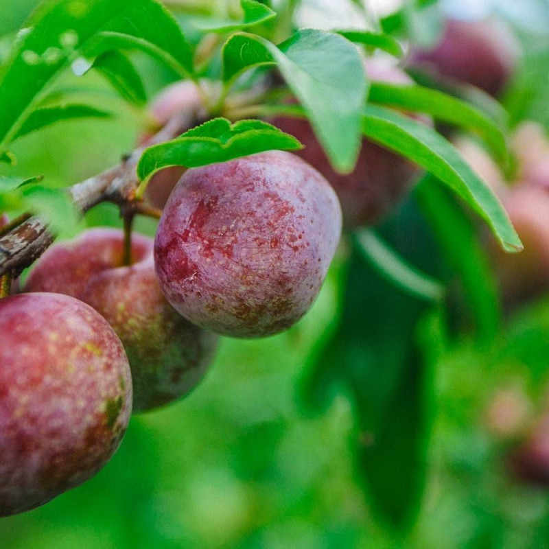 Pluot Purple Candy®