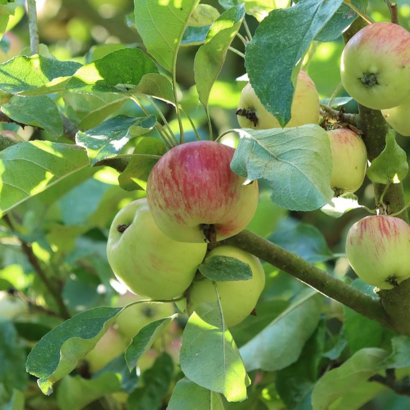 Pommier racines nues Belle Fille de Salins