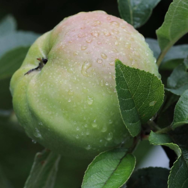 Pommier racines nues Court Pendu