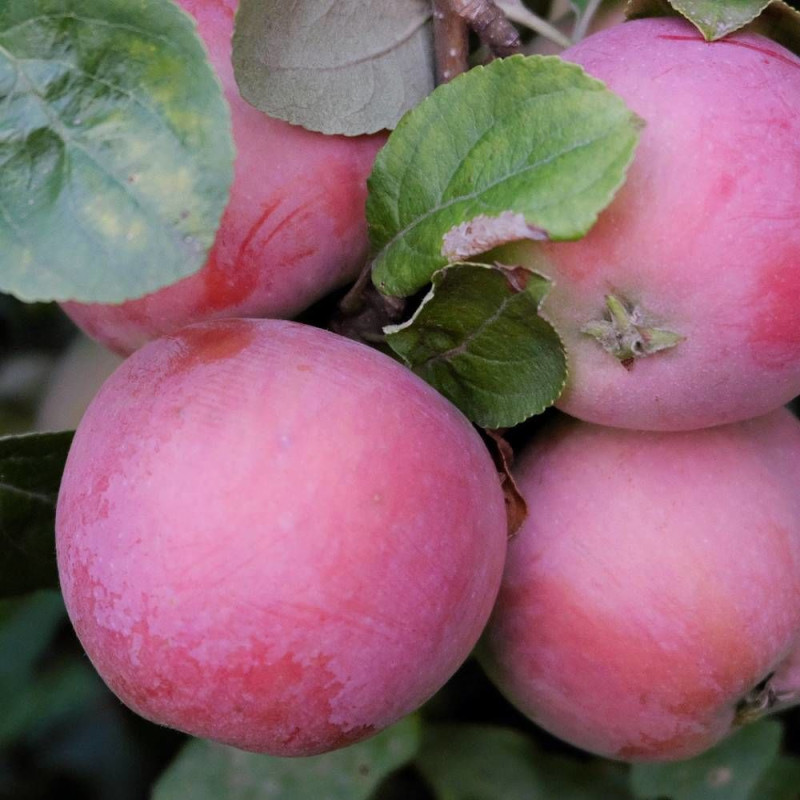 Pommier racines nues Delbartardive® 'Deljorom'