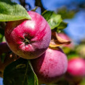 Pommier Divine® 'Delcored'