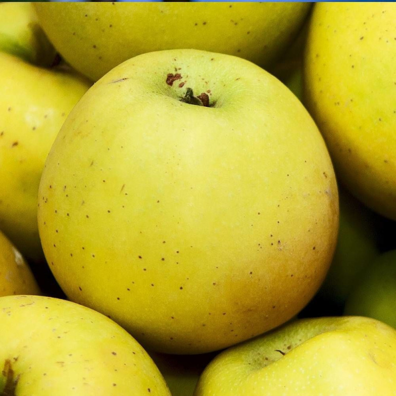 Pommier Tentation® 'Delblush'