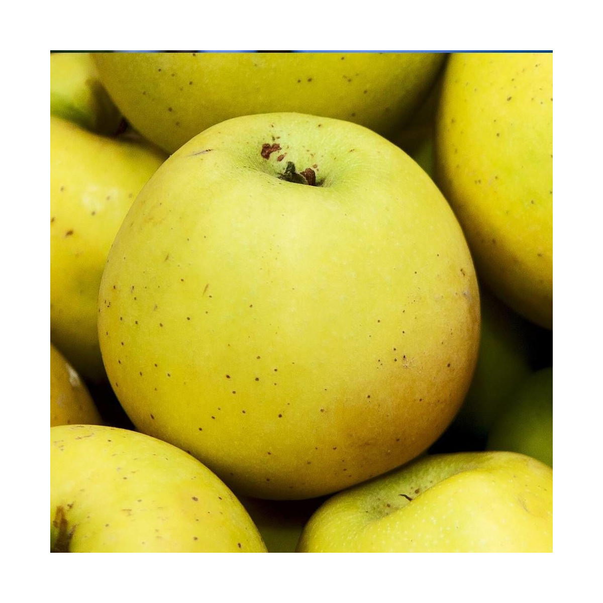 Pommier Tentation® 'Delblush'