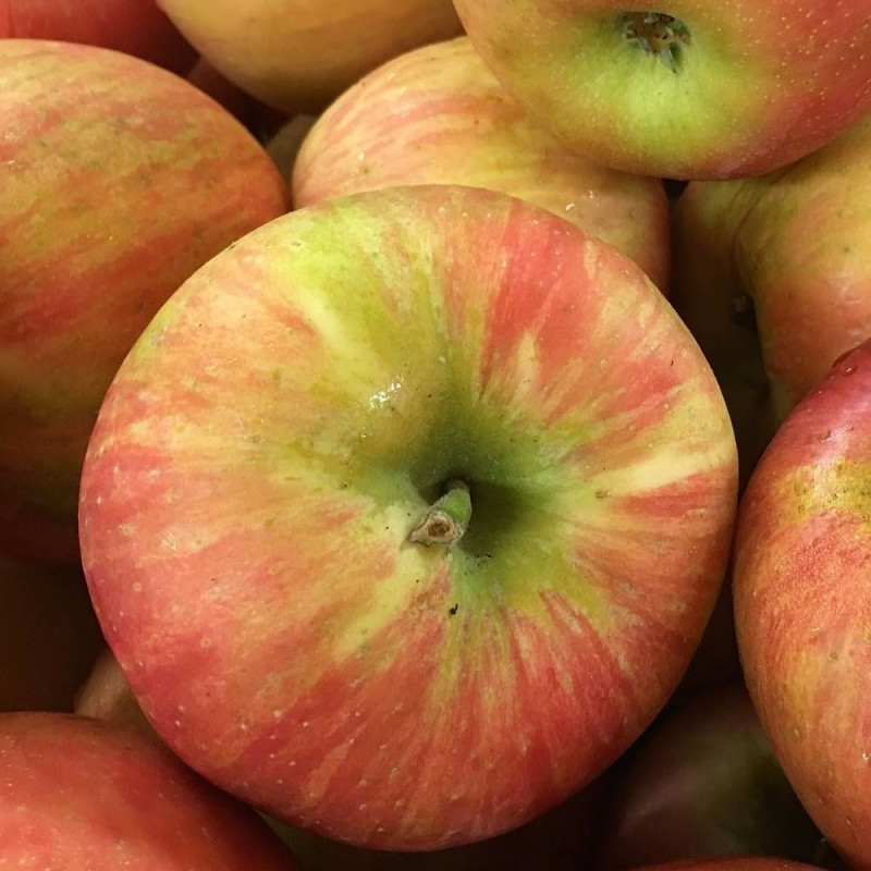 Pommier racines nues Pomme des Moissons® 'Delprivale'