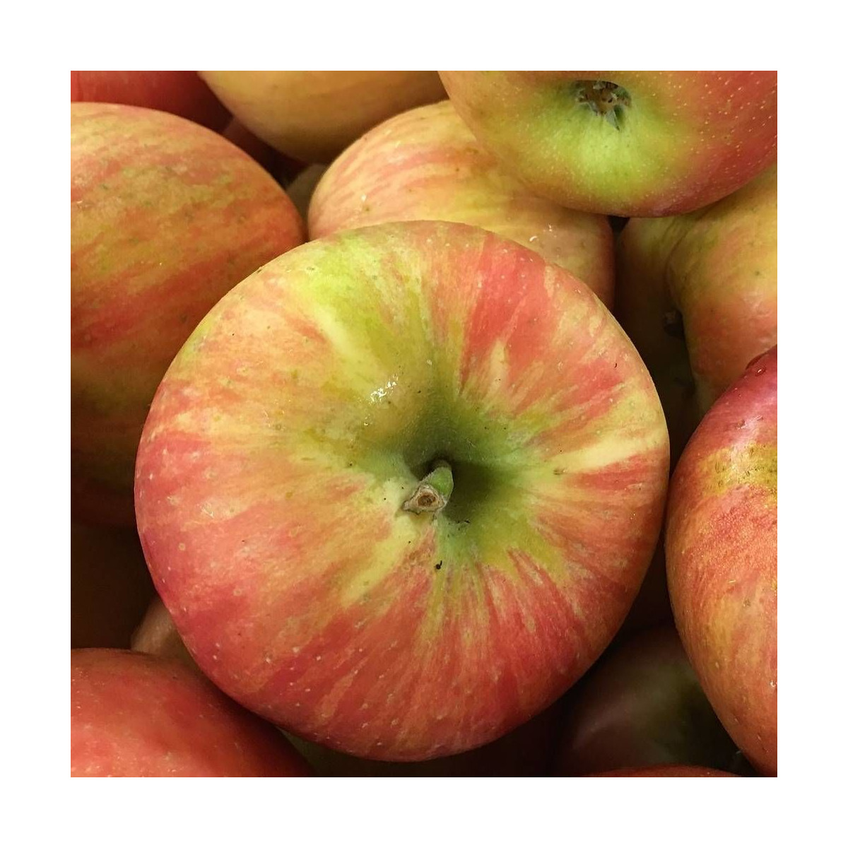 Pommier racines nues Pomme des Moissons® 'Delprivale' Pommier racines nues Pomme des Moissons® 'Delprivale'