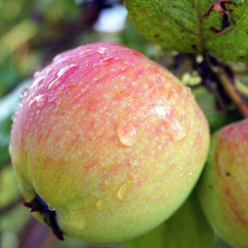 Pommier racines nues Rambour d´Hiver de Lorraine