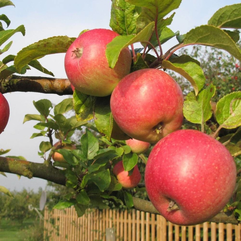 Pommier Royale Delbard® 'Delfloga'