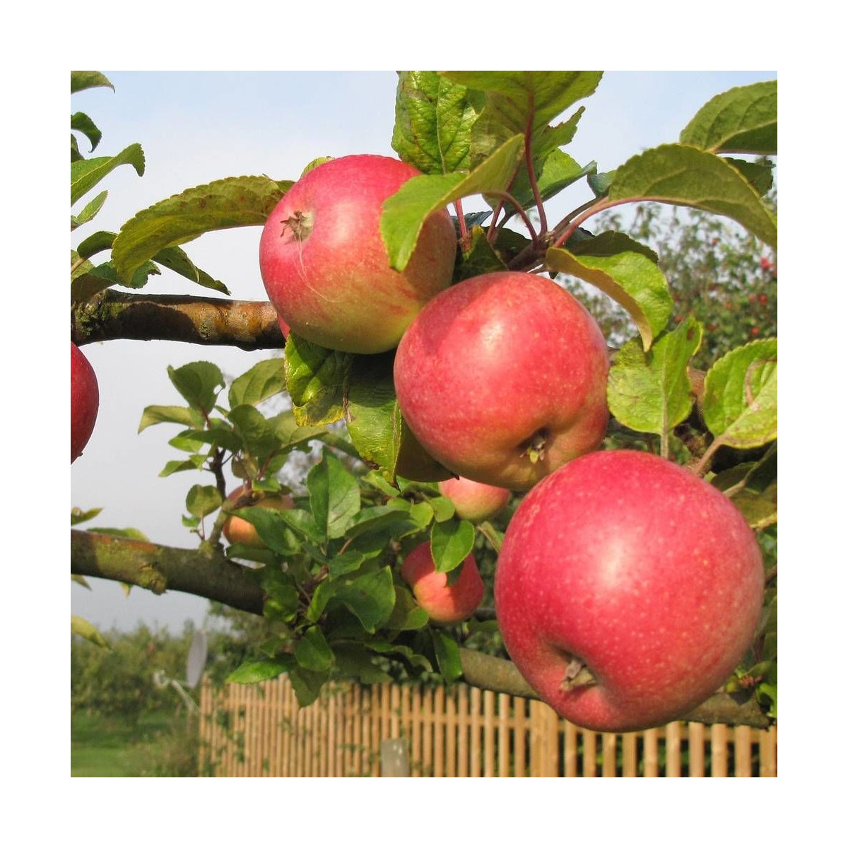 Pommier Royale Delbard® 'Delfloga' Pommier Royale Delbard® 'Delfloga'