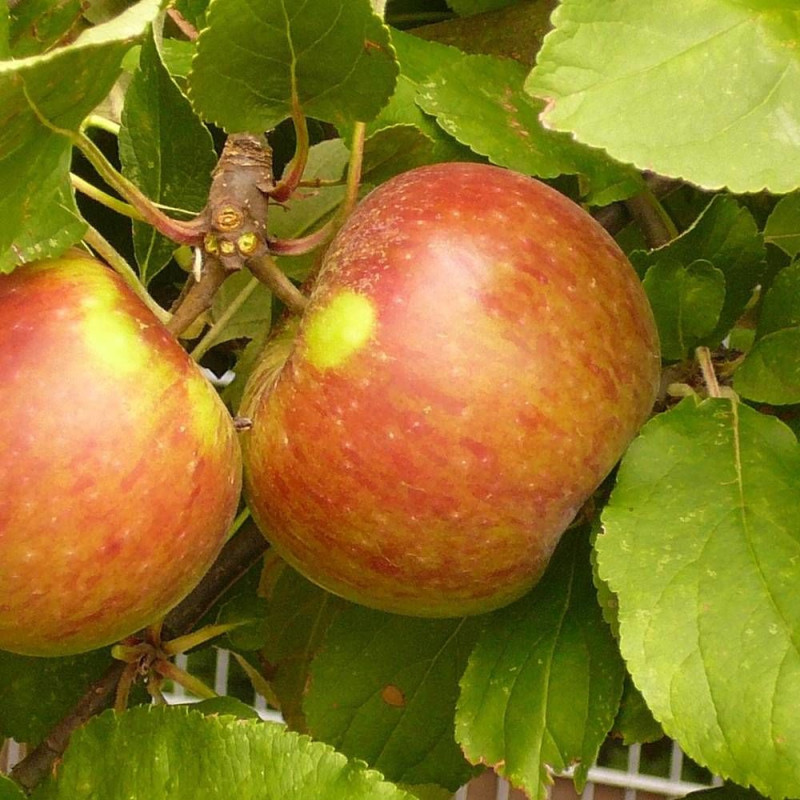 Pommier Croquella® 'Delgrina'