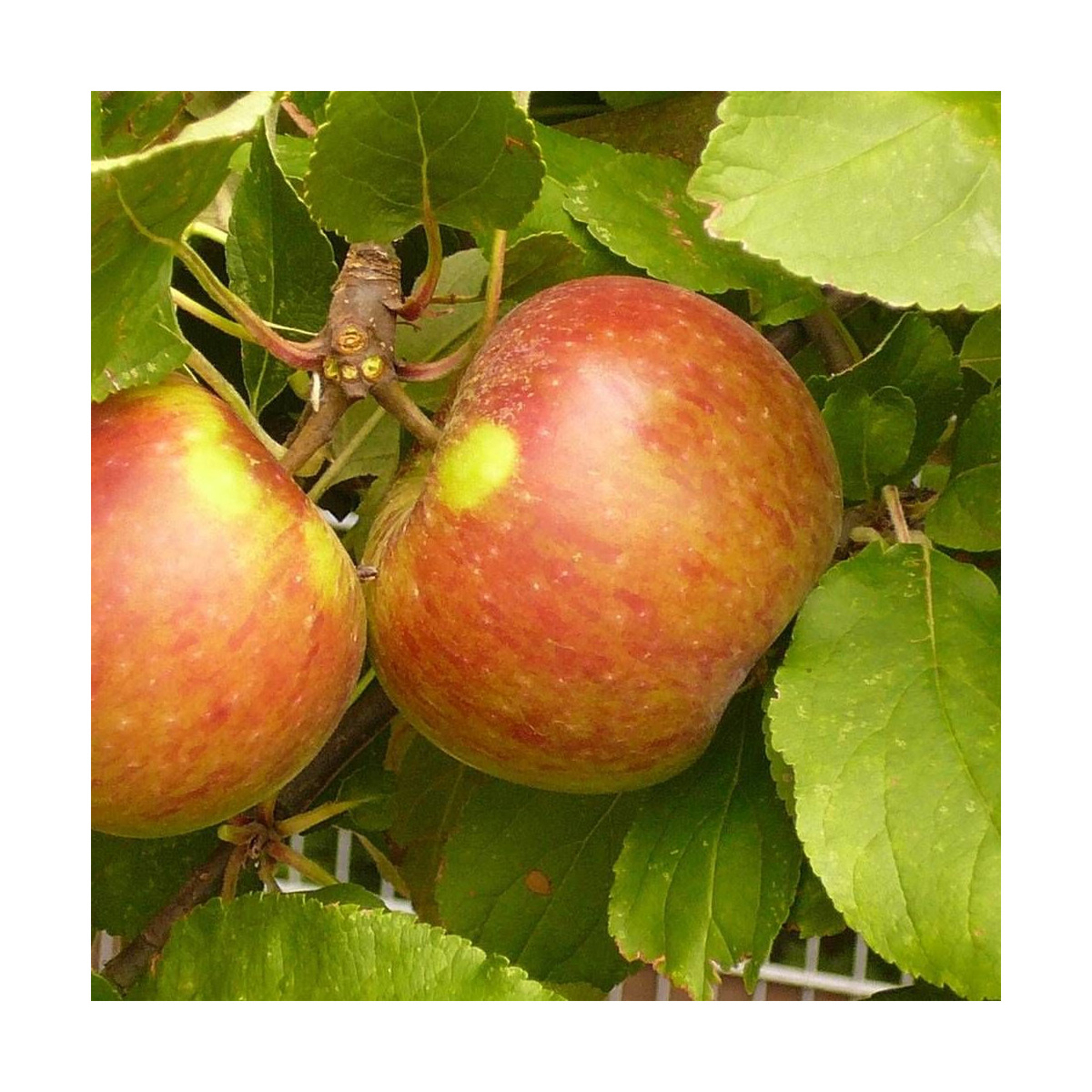 Pommier Croquella® 'Delgrina' Pommier Croquella® 'Delgrina'