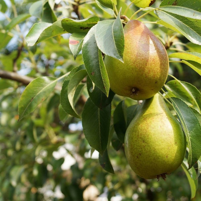 Poirier nain racines nues Garden Gem®