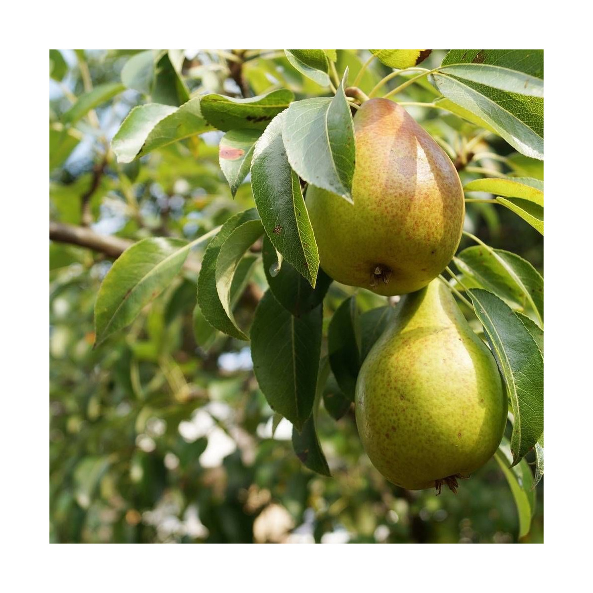 Poirier nain racines nues Garden Gem® Poirier nain racines nues Garden Gem®