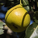 Poirier Delbard Gourmande® 'Delsavor'