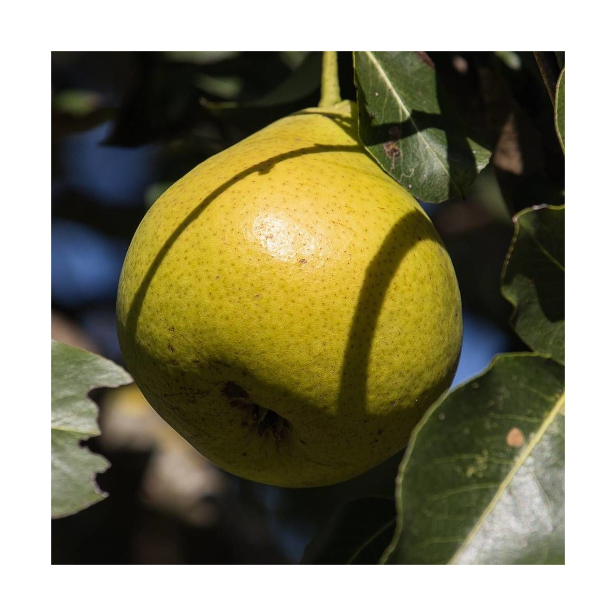 Poirier Delbard Gourmande® 'Delsavor' Poirier Delbard Gourmande® 'Delsavor'
