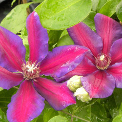 Clématite Mrs N. Thompson