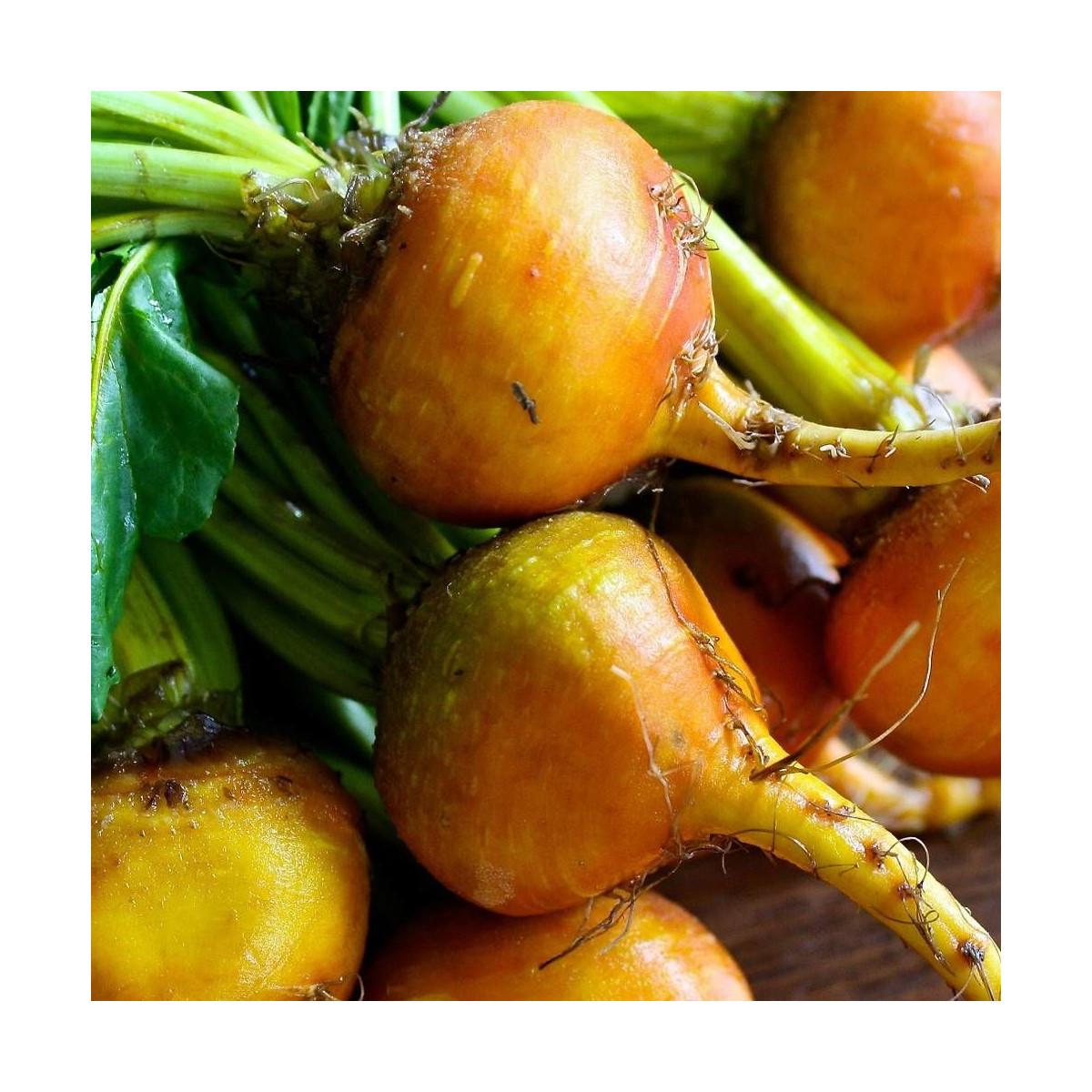 Graines de betterave Burpee's Golden Graines de betterave Burpee's Golden