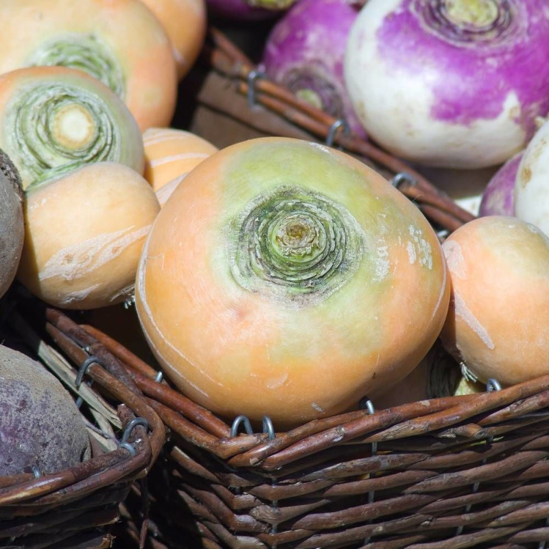 Graines de Navet Boule d'Or