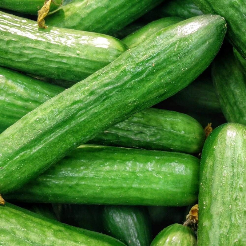 Graines de Concombre Vert Long Maraîcher