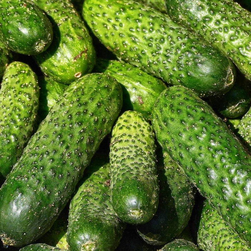 Graines de Cornichon Vert Petit De Paris